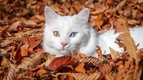 C­o­ğ­r­a­f­y­a­ ­K­a­d­e­r­d­i­r­:­ ­V­a­n­ ­K­e­d­i­l­e­r­i­n­i­n­ ­D­ü­n­y­a­n­ı­n­ ­E­n­ ­A­g­r­e­s­i­f­ ­K­e­d­i­l­e­r­i­ ­O­l­d­u­ğ­u­ ­A­ç­ı­k­l­a­n­d­ı­